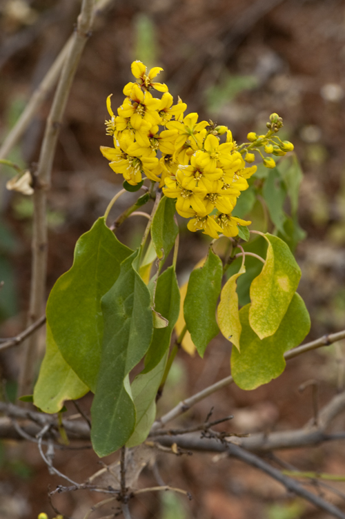 Image of Galphimia glauca Cav.