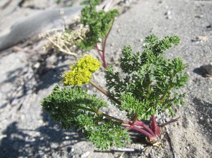 <i>Cymopterus terebinthinus</i> resmi