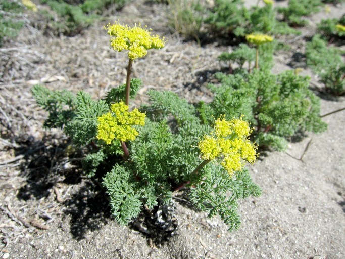 <i>Cymopterus terebinthinus</i> resmi