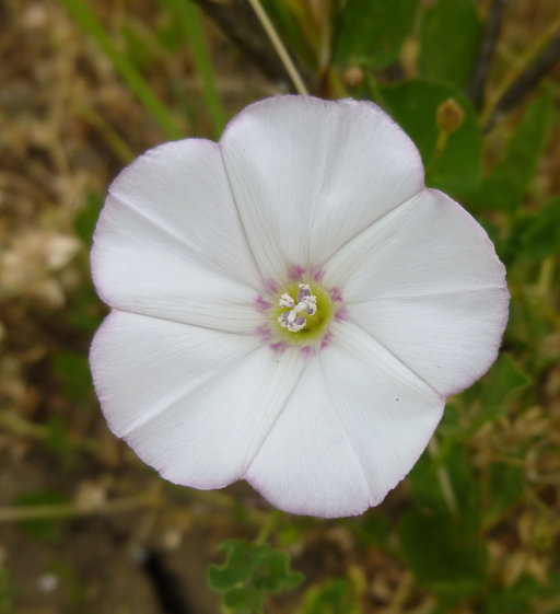 Image of Field Bindweed