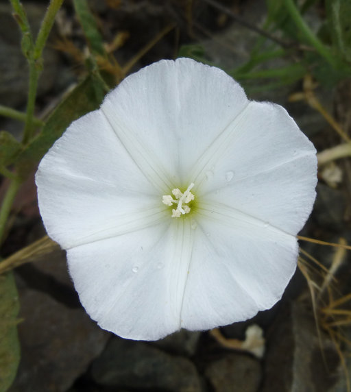 Image of Field Bindweed