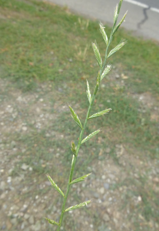 Image of <i>Festuca perennis</i>