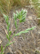 Image of <i>Festuca perennis</i>