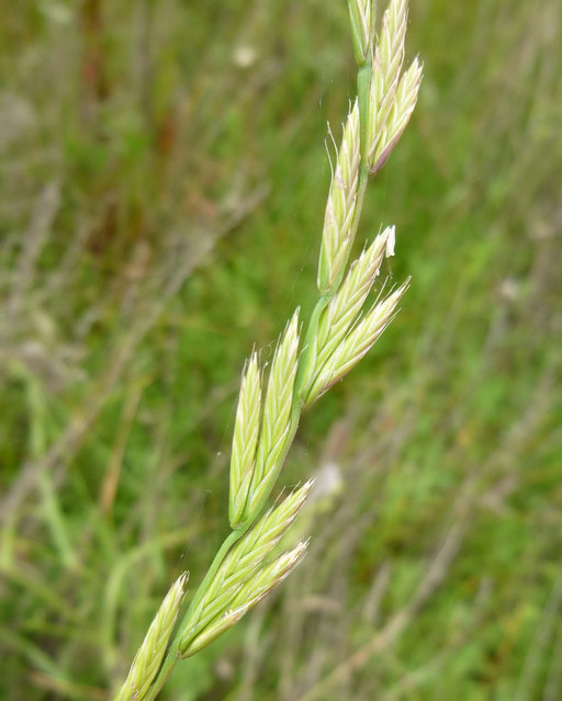 Image of <i>Festuca perennis</i>