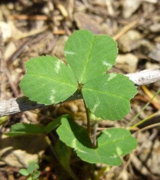 Image of thimble clover