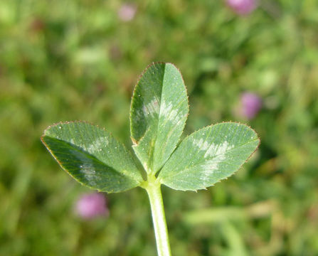 Imagem de Trifolium wormskioldii Lehm.