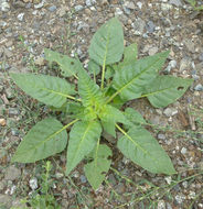 Image of manyflower tobacco