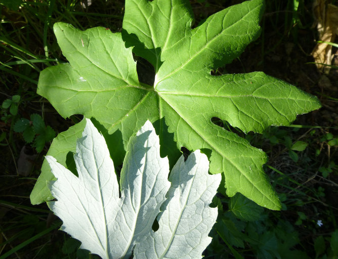 Image of arctic sweet coltsfoot