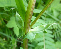 Image of Vicia gigantea Bunge