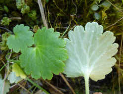 Image of wood saxifrage