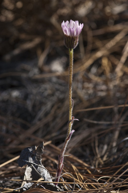 Leibnitzia lyrata (Sch. Bip.) G. L. Nesom的圖片