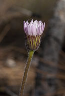 Leibnitzia lyrata (Sch. Bip.) G. L. Nesom resmi