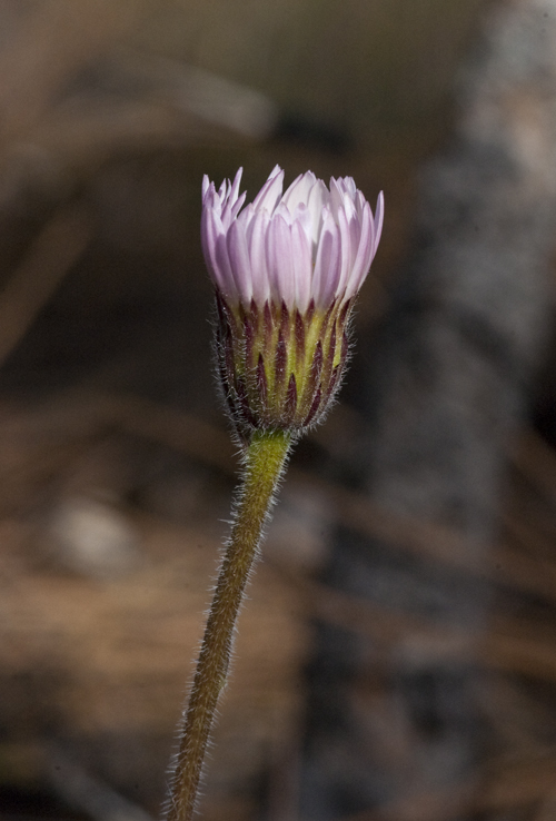 Image de Leibnitzia lyrata (Sch. Bip.) G. L. Nesom