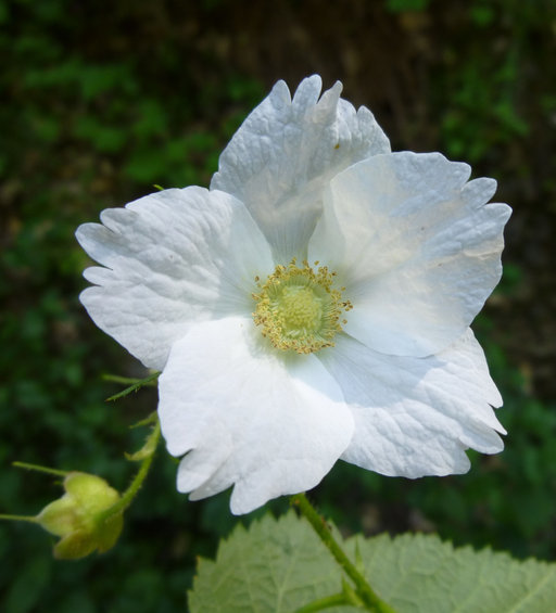 Image of thimbleberry