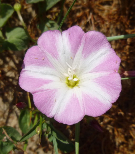 Image of Field Bindweed