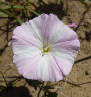 Image of Field Bindweed