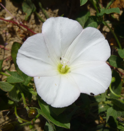 Image of Field Bindweed