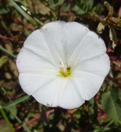 Image of Field Bindweed