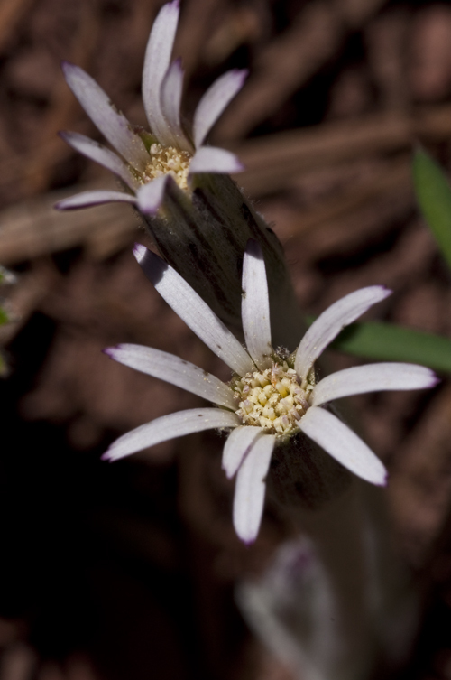 Leibnitzia lyrata (Sch. Bip.) G. L. Nesom resmi