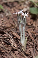 Image de Leibnitzia lyrata (Sch. Bip.) G. L. Nesom