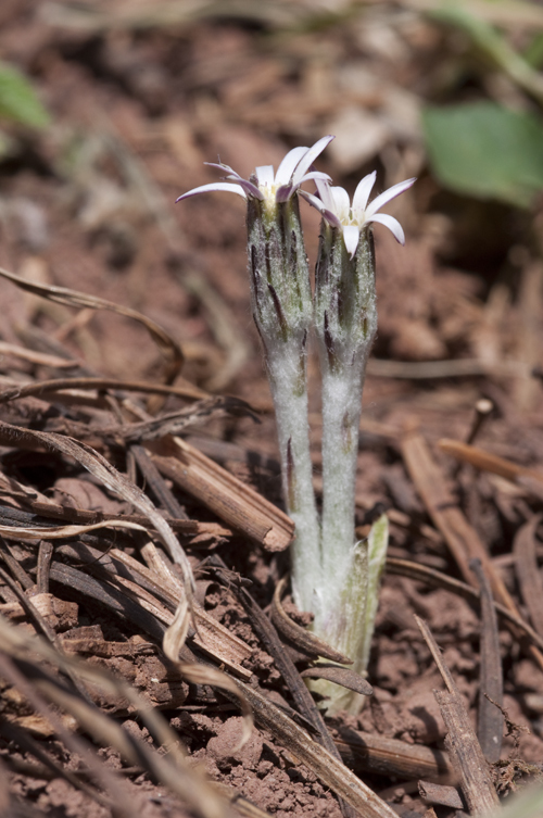 Leibnitzia lyrata (Sch. Bip.) G. L. Nesom resmi