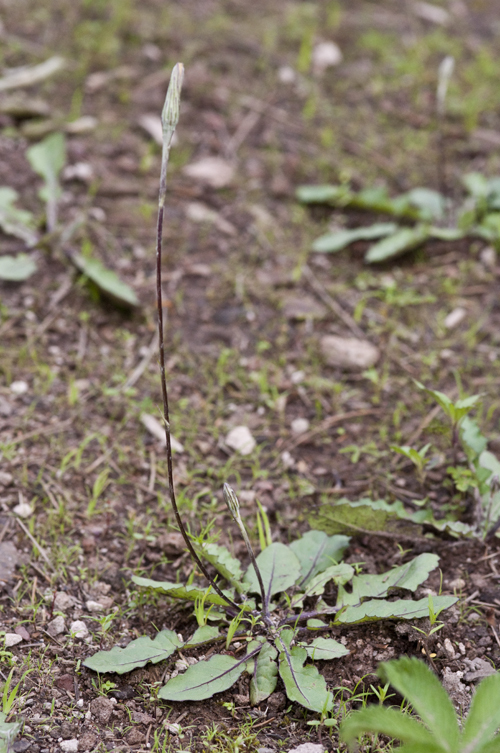 Image de Leibnitzia lyrata (Sch. Bip.) G. L. Nesom