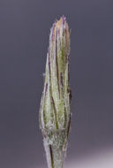 Image de Leibnitzia lyrata (Sch. Bip.) G. L. Nesom