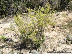 Image of narrowleaf bedstraw