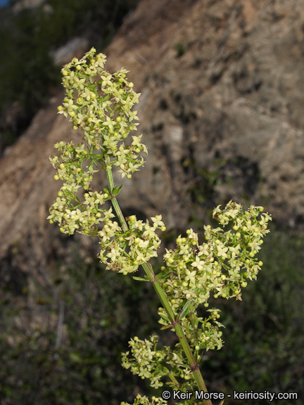 Plancia ëd Galium angustifolium subsp. angustifolium