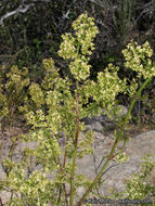 Plancia ëd Galium angustifolium subsp. angustifolium