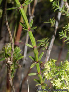 Plancia ëd Galium angustifolium subsp. angustifolium