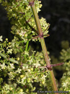 Plancia ëd Galium angustifolium subsp. angustifolium