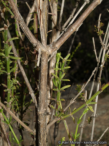 Plancia ëd Galium angustifolium subsp. angustifolium