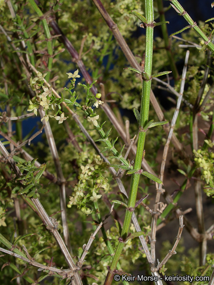 Plancia ëd Galium angustifolium subsp. angustifolium