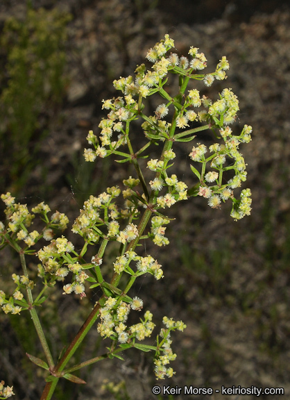 Plancia ëd Galium angustifolium subsp. angustifolium