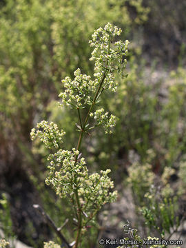 Image of narrowleaf bedstraw