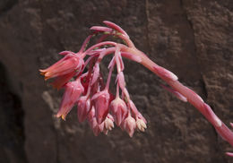 Image of <i>Echeveria chihuahuensis</i>