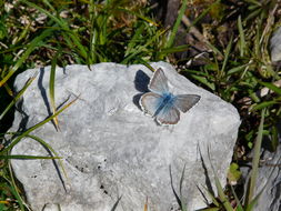 Image of <i>Polyommatus coridon</i>