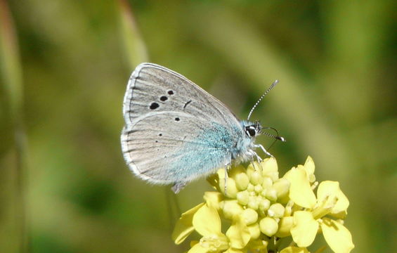 Image of Green-underside Blue