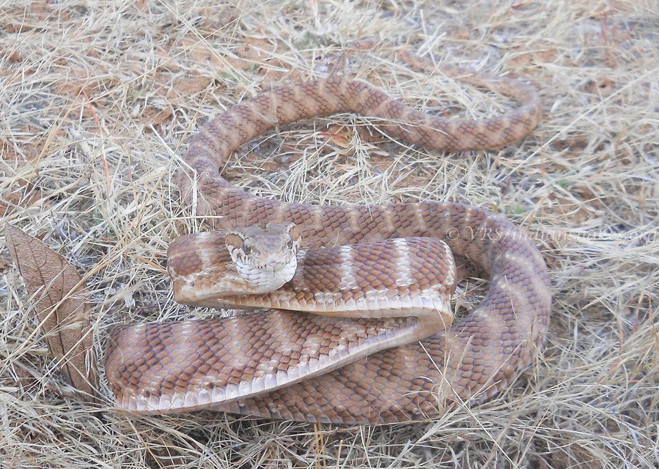 Image of Forsten's Cat Snake