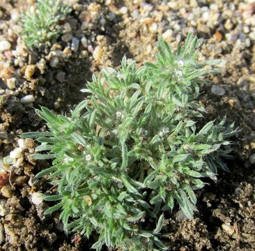 Image of <i>Cryptantha circumscissa</i>