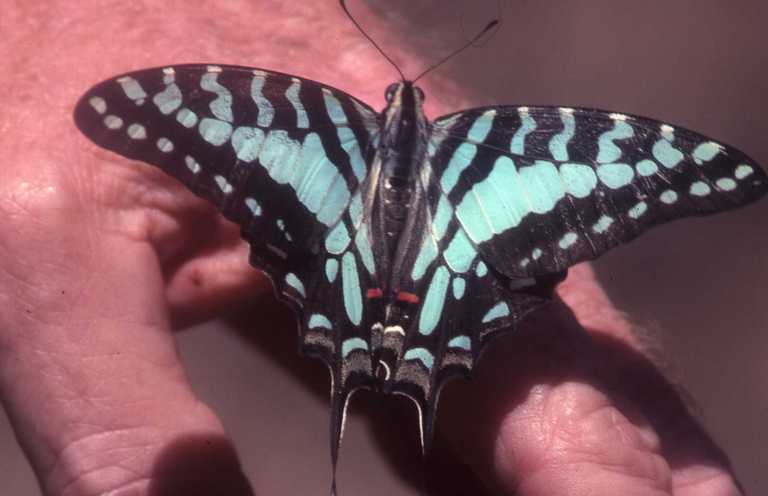 Image of Graphium policenes (Cramer (1775))