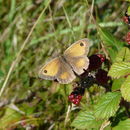 Image of hedge brown