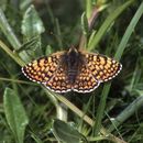 Imagem de Melitaea cinxia Linnaeus 1758