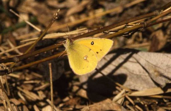 Image of Eastern Pale Clouded Yellow