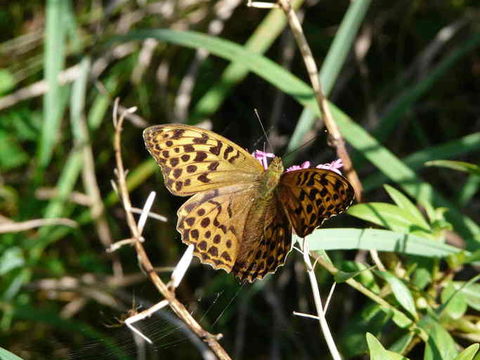 Image of silver-washed fritillary