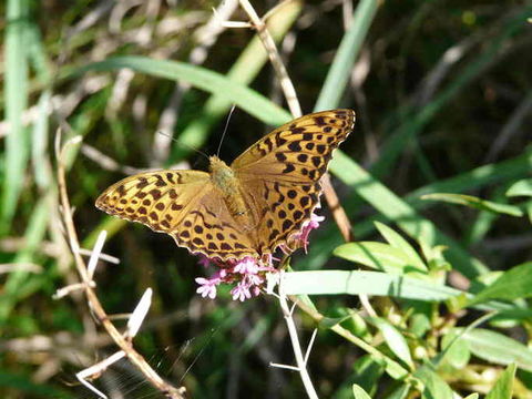 Plancia ëd Argynnis paphia Linnaeus 1758