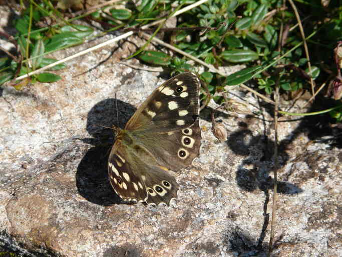 Image of speckled wood