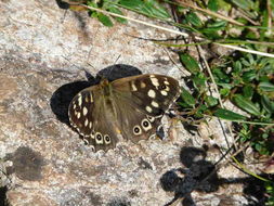 Image of speckled wood