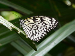 Image de Idea leuconoe Erichson 1834